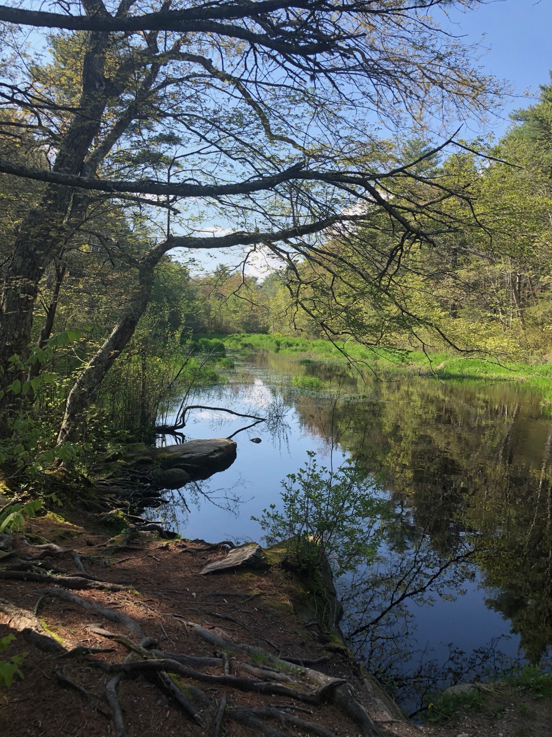 Woodland stream representing reflection and healing